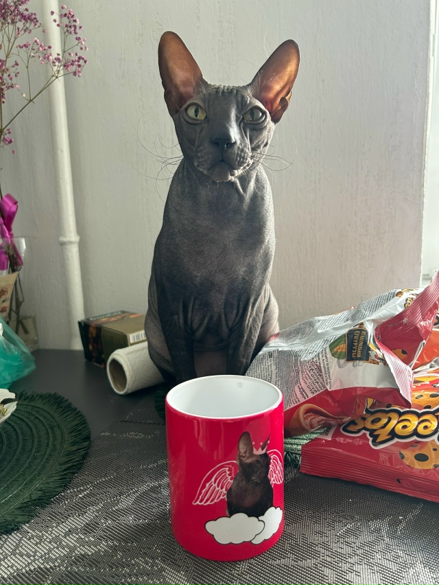 Симба и его Альтер эго 🤭