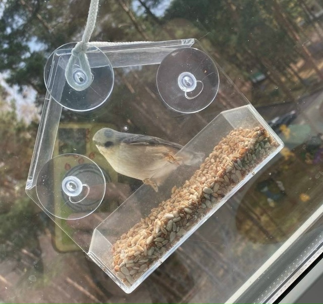 Повесели кормушку месяц назад , насыпаем сырые семечки...