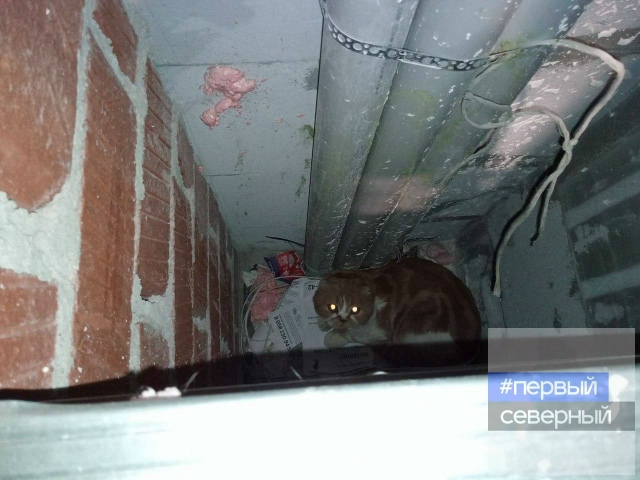 😻 Мурчащий пост: зооволонтеры спасли котика
Мяут нес?...