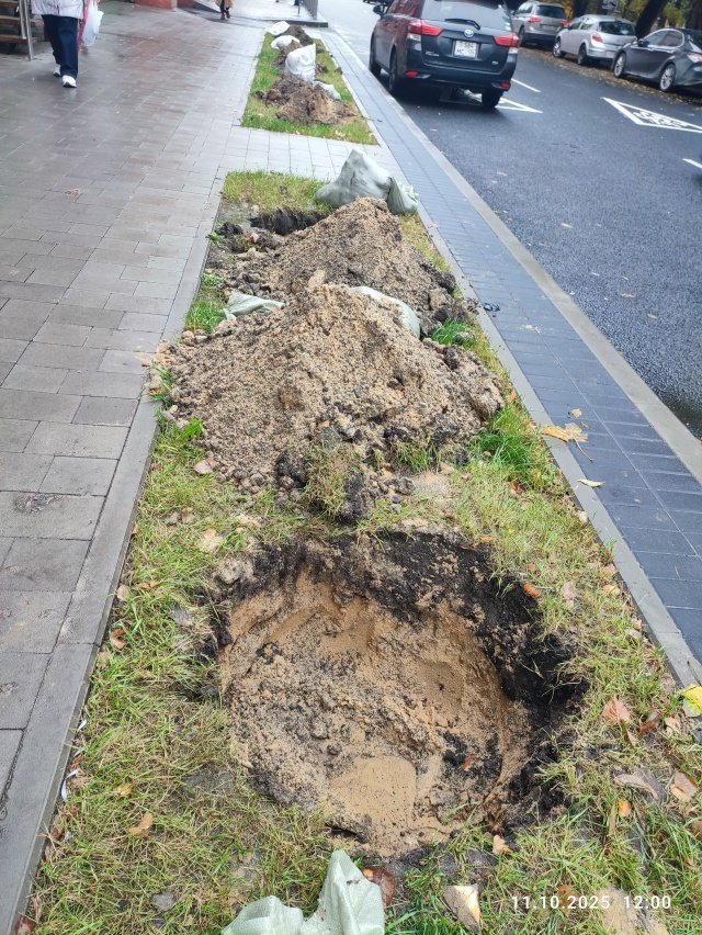 Осенью на городских улицах собираются посадить 600 дере...