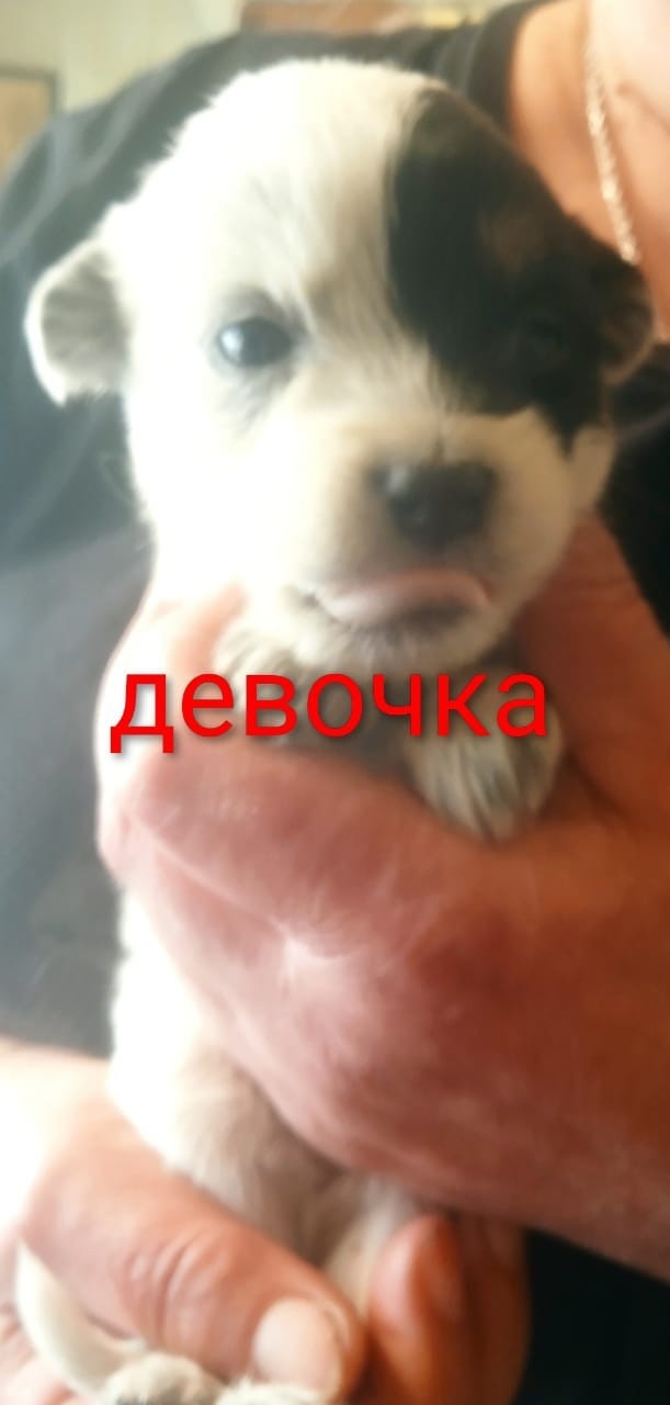 Люди помогите! Ищут самые заботливые ручки вот такие з...