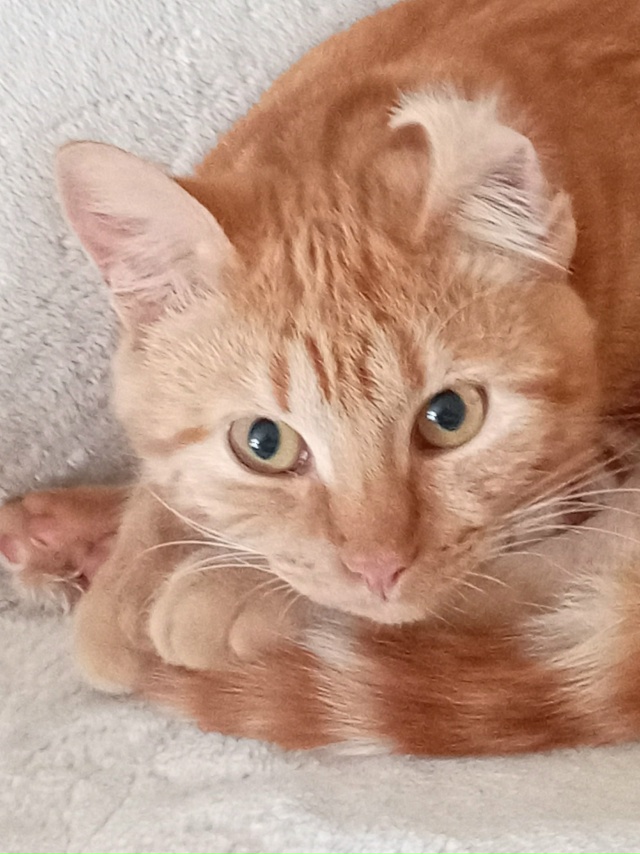 Приветик🐈