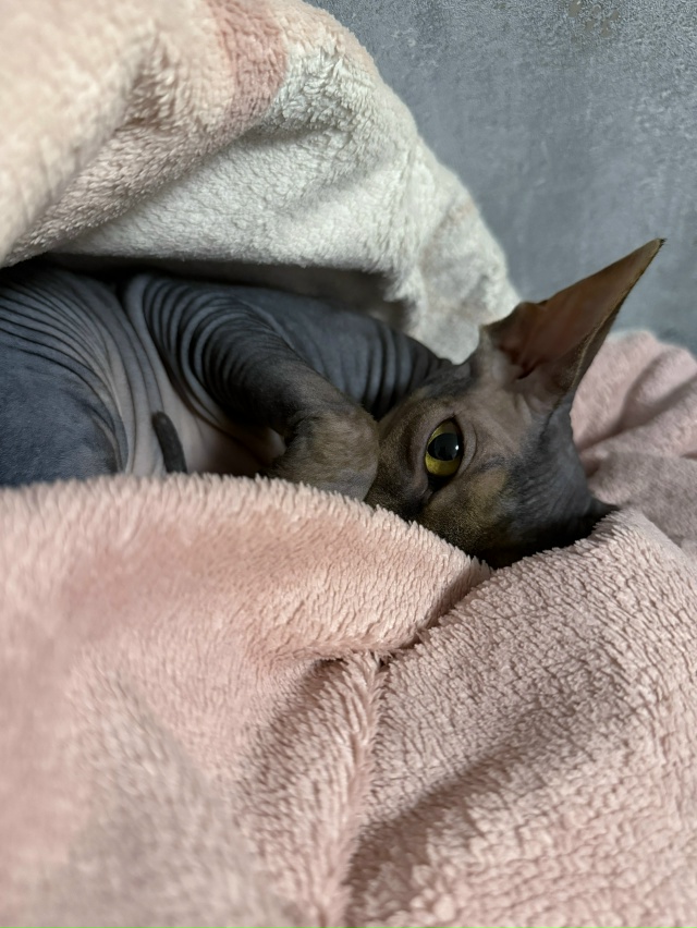 Любимая лабуба Мия