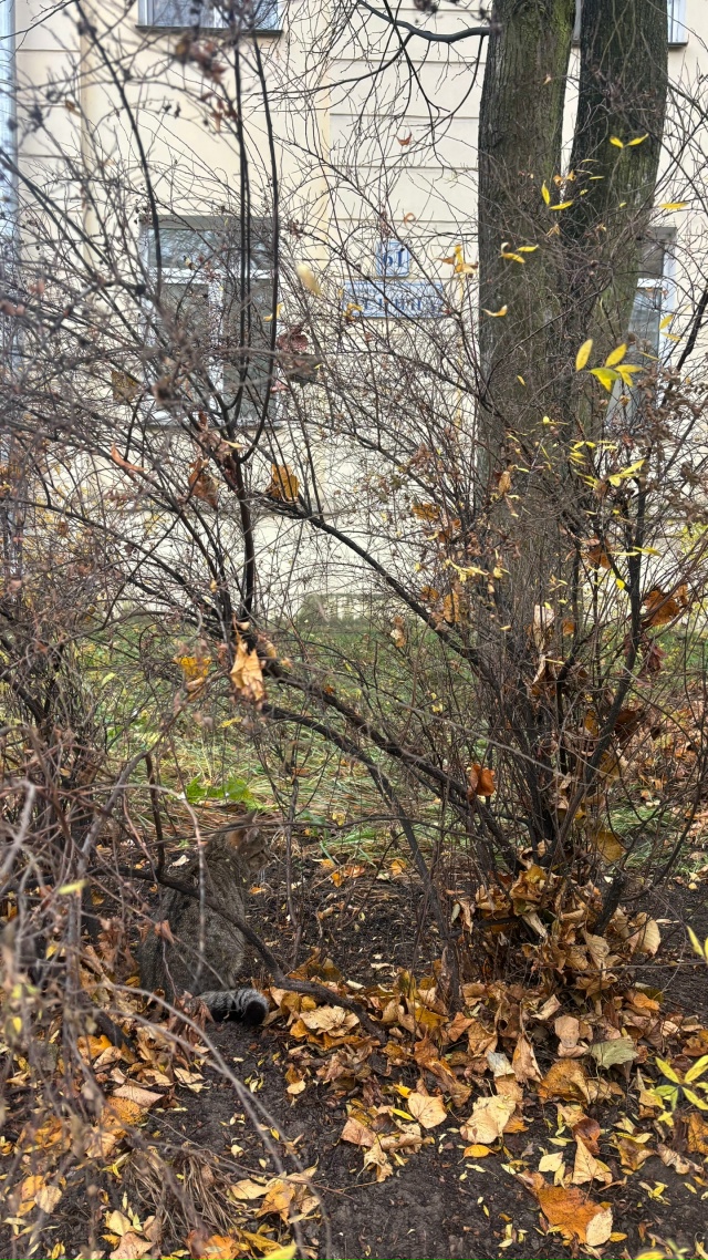 Котик с ошейником и брелочком, трусливый, у дома Ленина...