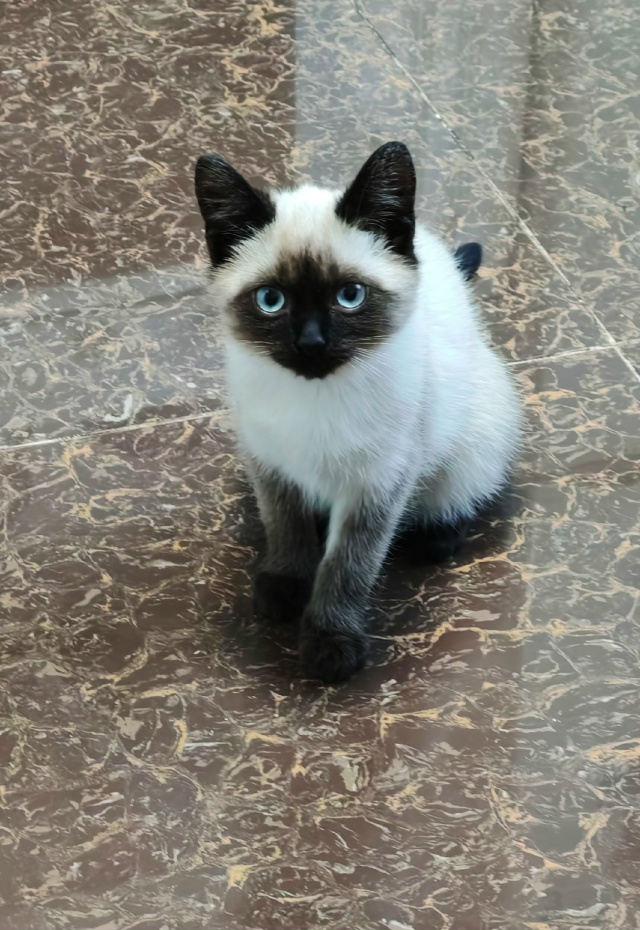 Отдам в добрые руки кошечку. Котёнку 2 мес, кушает всё, в...