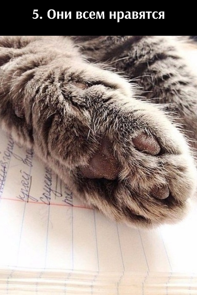 5 преимуществ лапок🐾