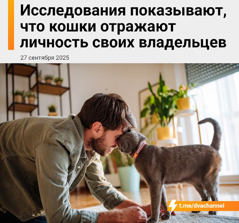 Кошки и собаки часто перенимают черты своих хозяев — могут копировать их поведение и привычки
Зооло