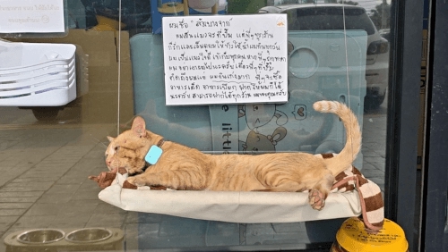 Кот Оранж, сотрудник автозаправки в Паттайе