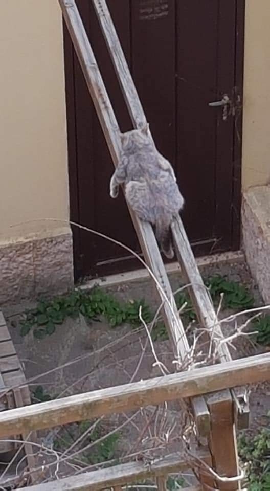 Внуки приехали, спрятался)