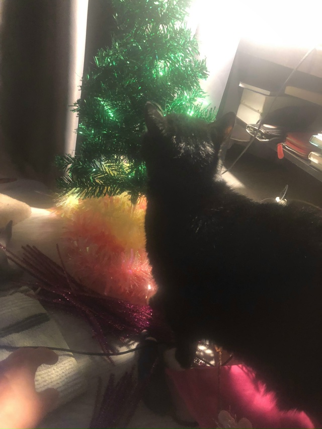 Коко Шанель: - Мяу!! Не позволю Елку убирать!!!😹