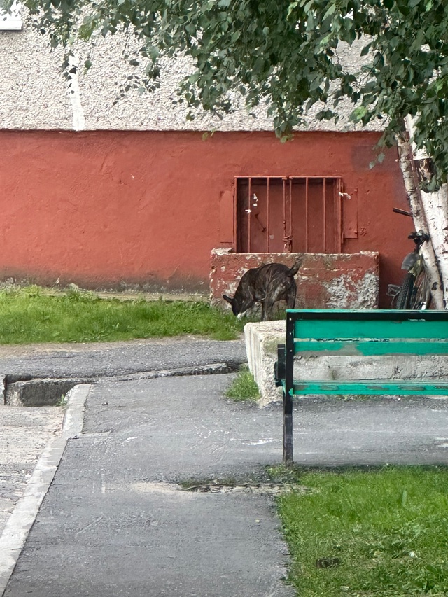 Добрый день, во дворе ул Ленина 37 и Дружба Н 19 бегает бе?...