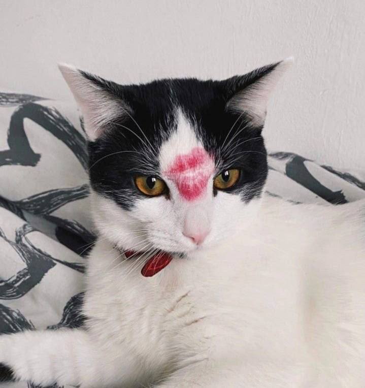 Кошатников назвали лучшими партнёрами для отношений
Люди, у которых есть коты, считаются терпеливы