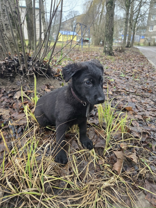 Чей потеряшка? Очень сильно скулит. Был на Химиков 7, пр?...