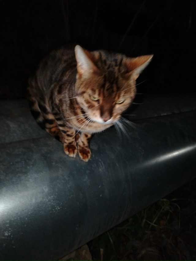 Добрый вечер, может кто потерял?
Если что он( она) где т?...