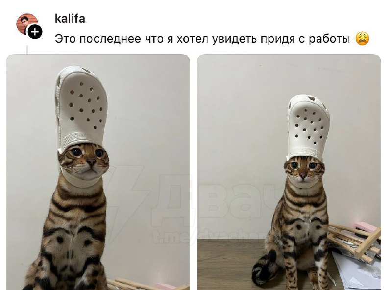 Кот попал в кроксовую ловушку и стал звездой соцсетей: хозяин рассказал, что вернулся с работы и пер