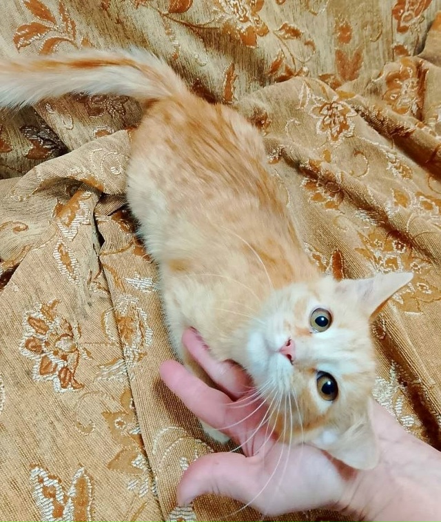 Коты в добрые руки
89308413854