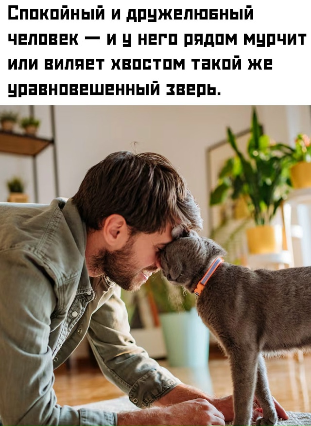 🐾 Но если хозяин тревожный и вечно на нервах — готовь?...