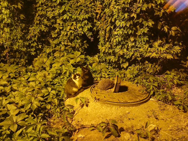 Ждут когда колючая наглость наестся их едой?