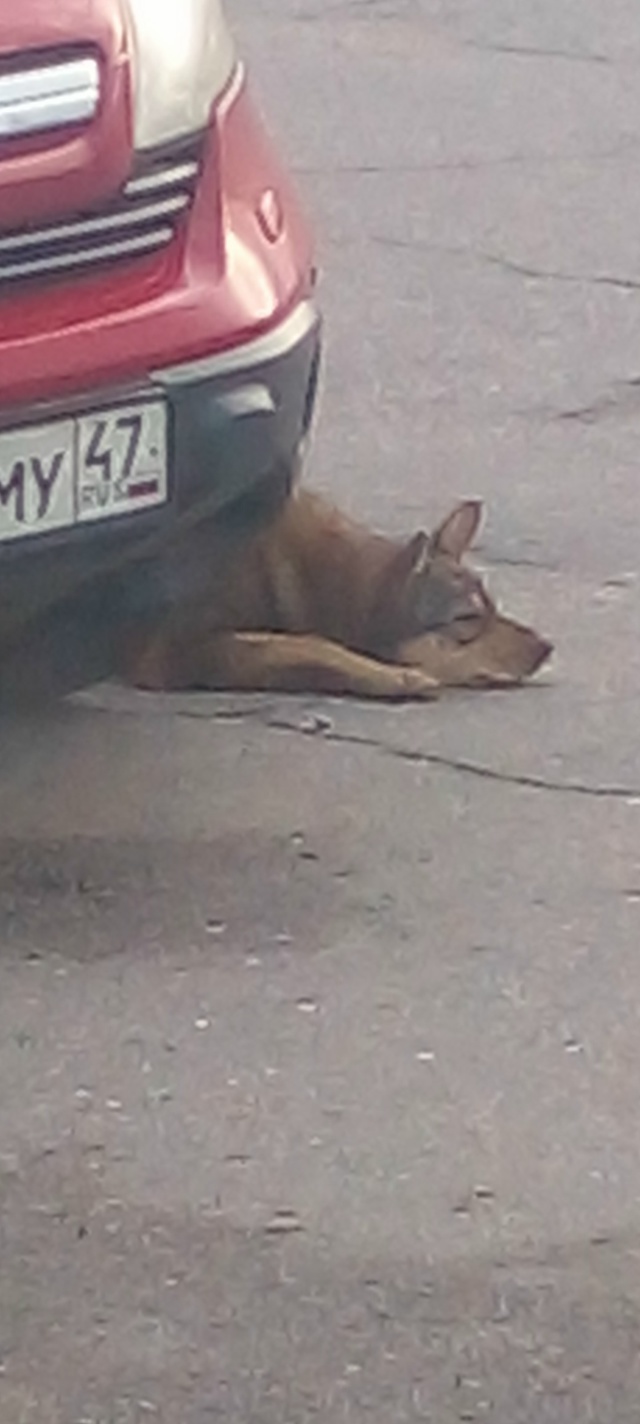На АЗС в Пороги ночью пришла собачка.Ждёт хозяина.Кто п...