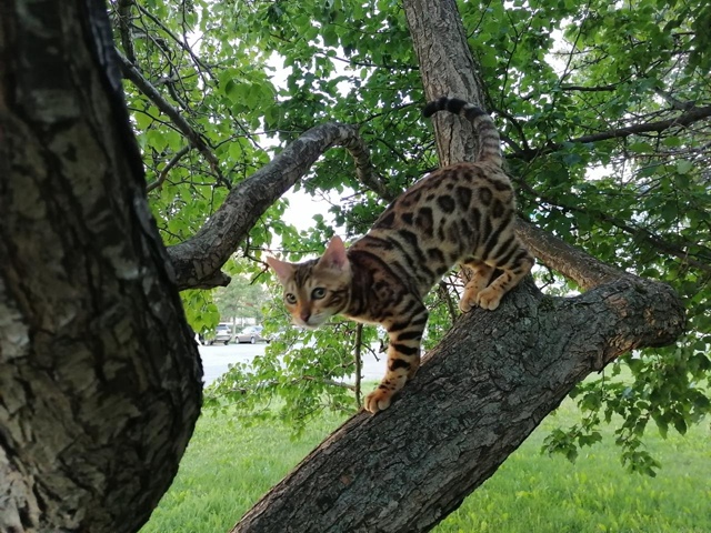 Добрый день! Похищена кошка кличка 
