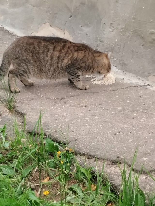 и этого мы с подругой 4-5 дней назад нашли на Комсомольс?...