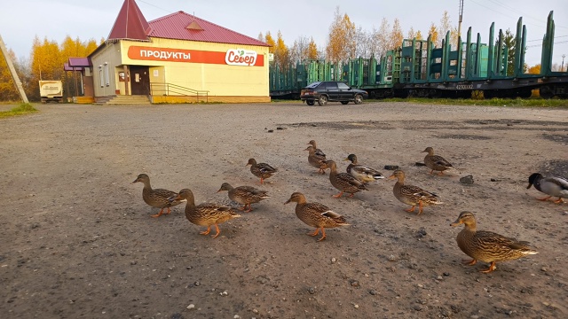 У Севера на Лесобазе???☀
Анон