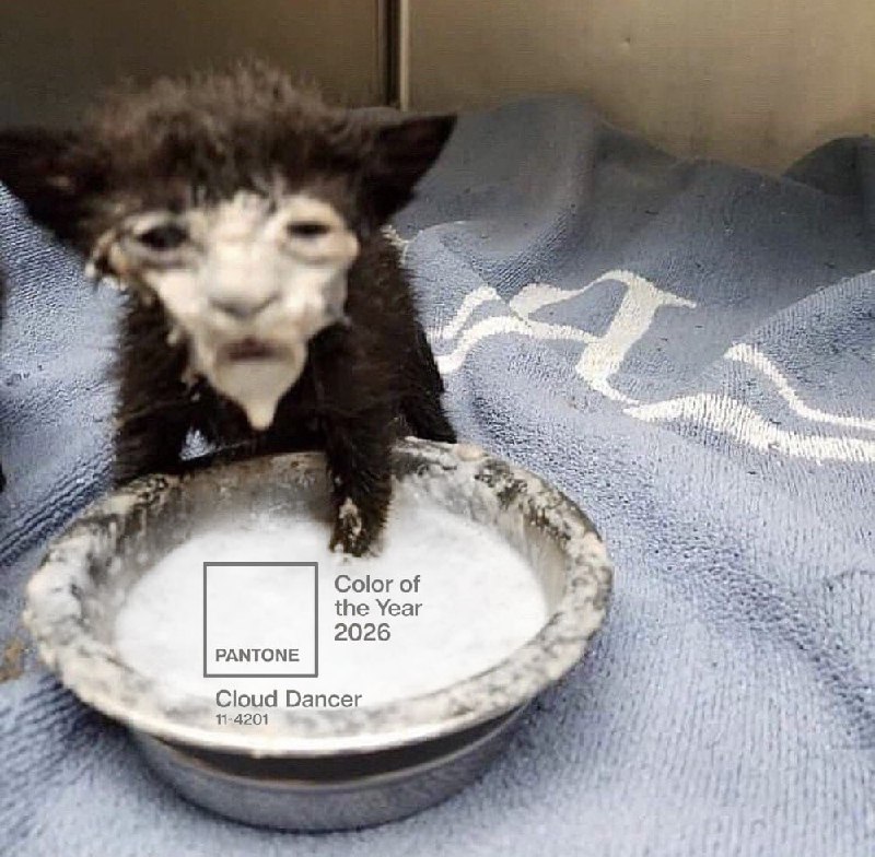 «Облачный танцор» — цвет 2026 года по версии Pantone. Это просто белый.
«Мы ищем передышки и облегч