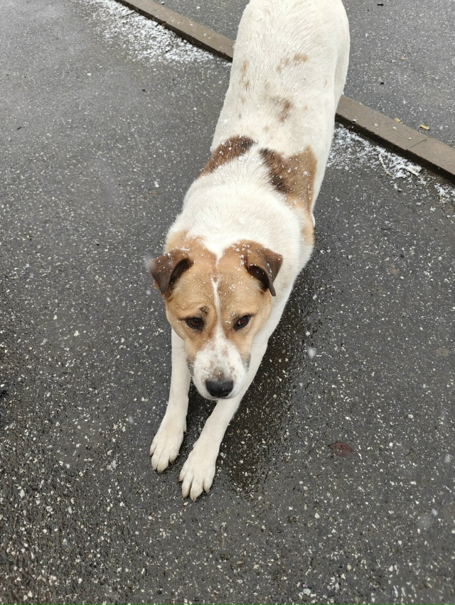 Чья собачка уже 2 дня находится по адресу улица 40 лет ок...