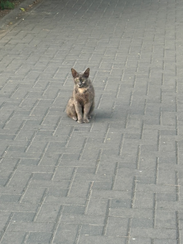 Анапские коты №3
#котоохота