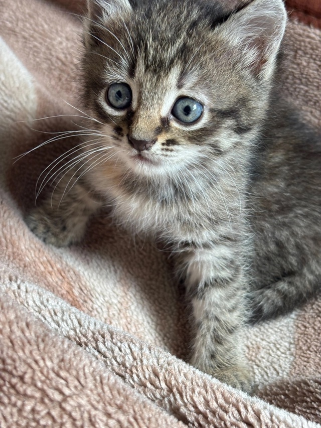 Котенок ищет семью)девочка, где то примерно 1 месяц, пом...