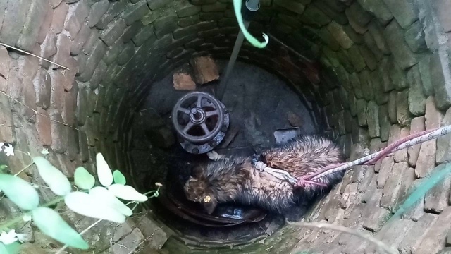 В Екатеринбурге женщина спасла собаку, провалившуюся ?...