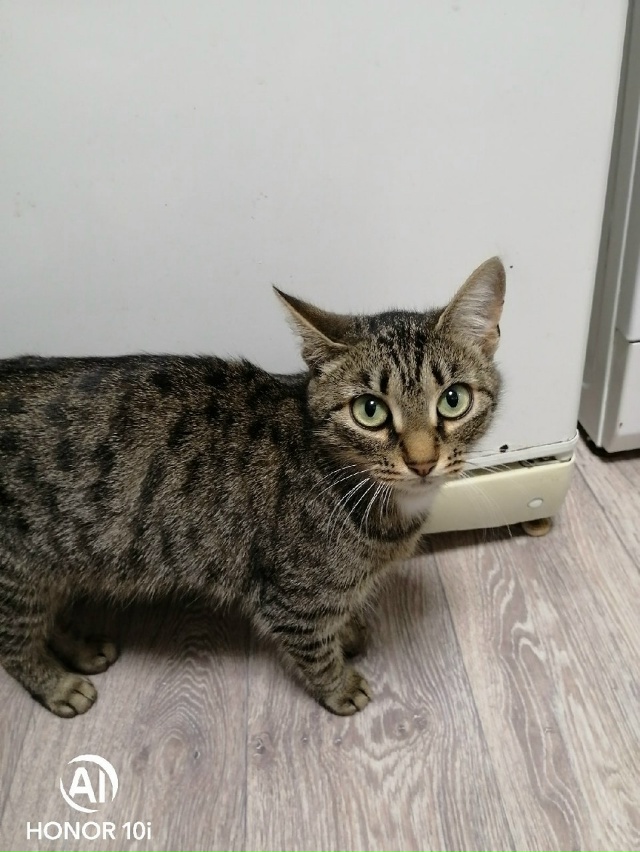 Животные
1. Срочно!! Нашли в ленте фото нашего кота, не ?...