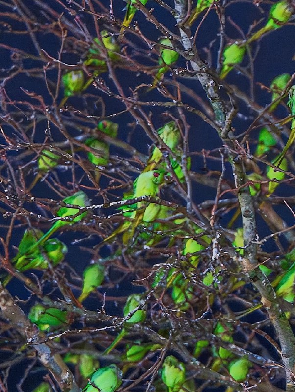 Фотограф нашёл в зимнем Лондоне самое «зелёное» дерево — только вместо листьев оно было усыпано… оже