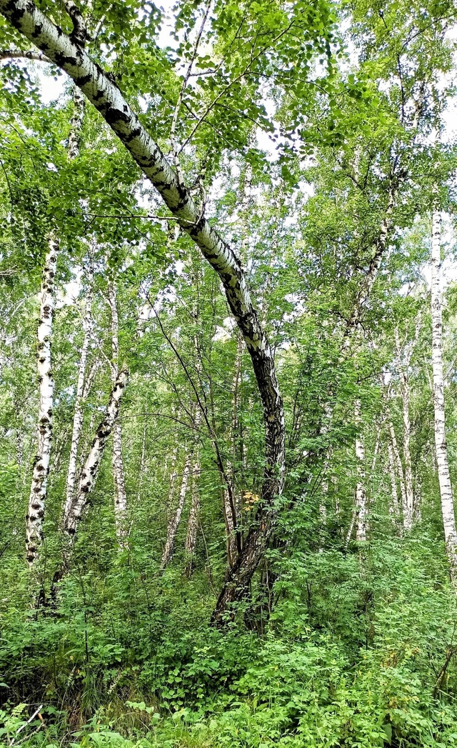 Лeтнee утpo в пapкe Бугpинcкaя poщa. .🤗🌤🌳🌳🌳🌱🍃