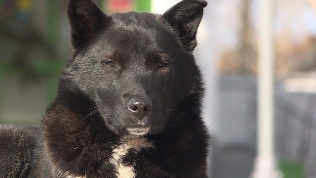 ❗️ Жители города Остров в Псковской области бьют трев...