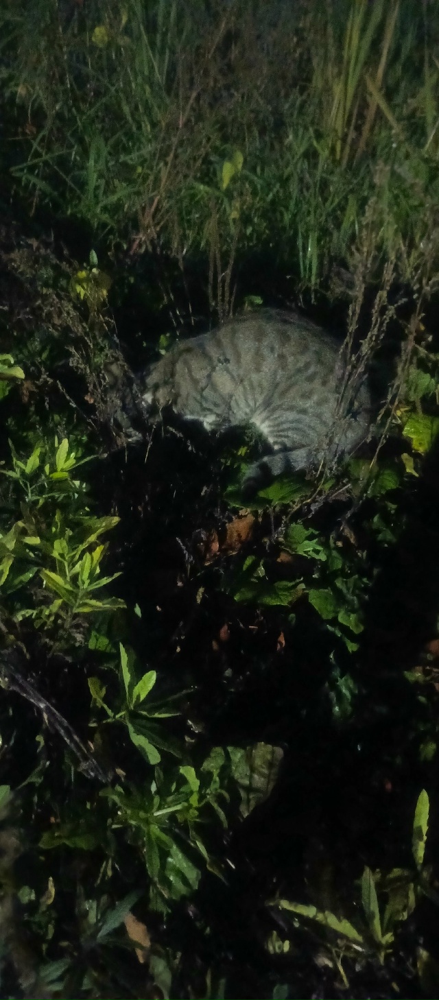 Никто кота не терял?