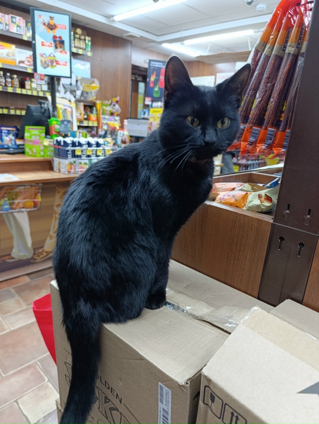 🐈 Кто потерял кота?
Забежал в КБ на Строителей 35, ждет ...