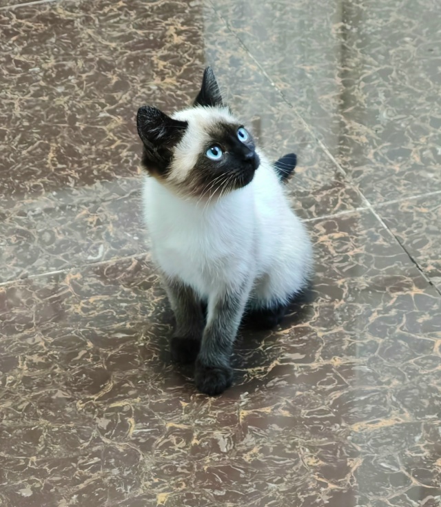 Отдам в добрые руки кошечку. Котёнку 2 мес, кушает всё, в...