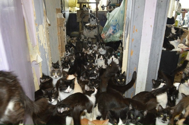 😳Жительница Башкирии поселила в квартире 40 кошек, 30 с?...