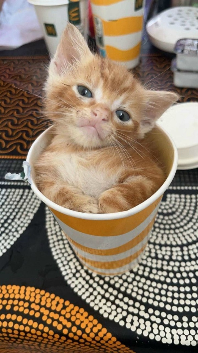 Один коттучино с собой, пожалуйста🥰