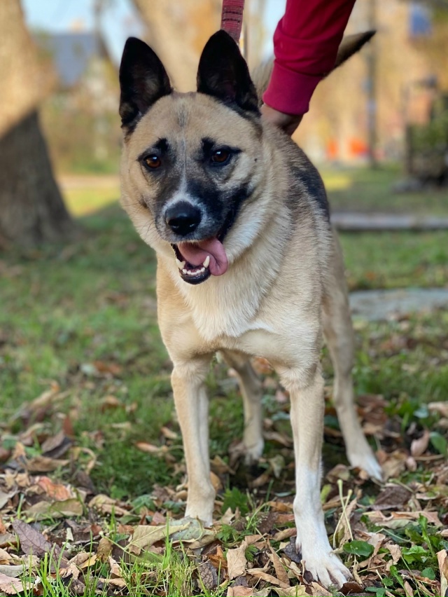 ❤ АЙНА ЖДЕТ СВОЮ СЕМЬЮ
Умная, эмоциональная непоседа п...