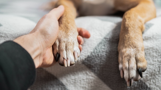 🦮 Обязательную peгистрацию домашних кошек и собак мог...