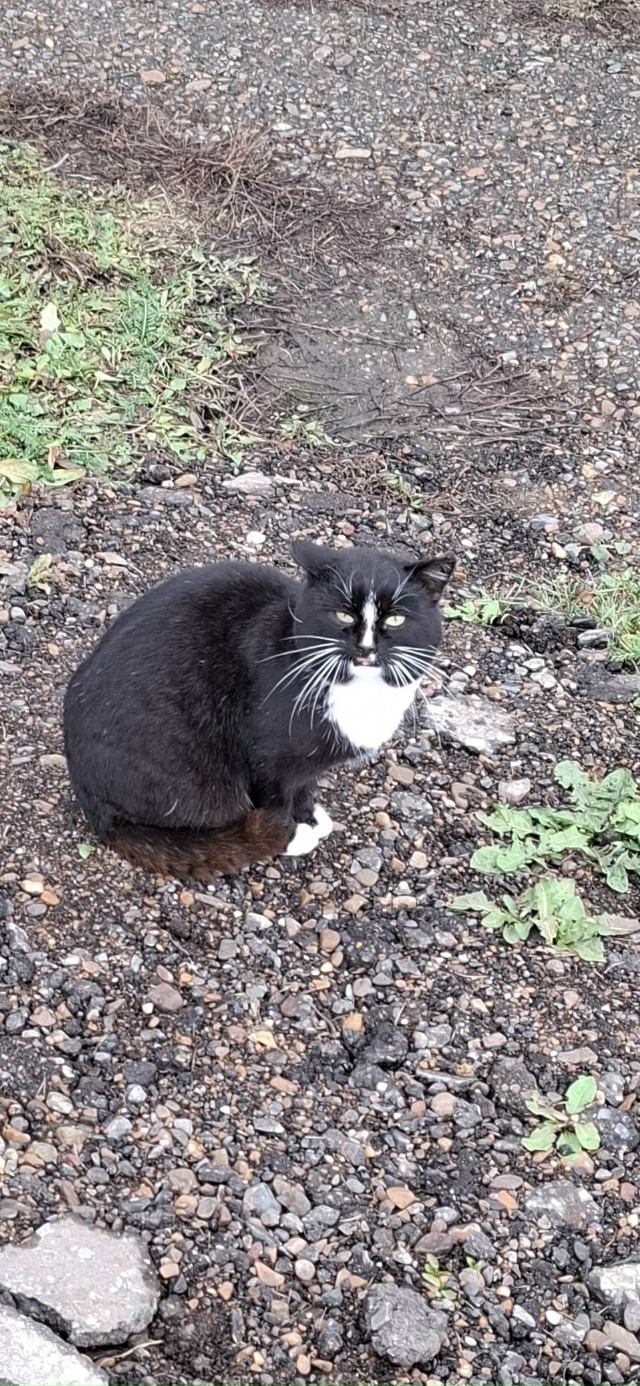 Здравствуйте, кому нужен кот. Живёт на Садовой улице, в ...