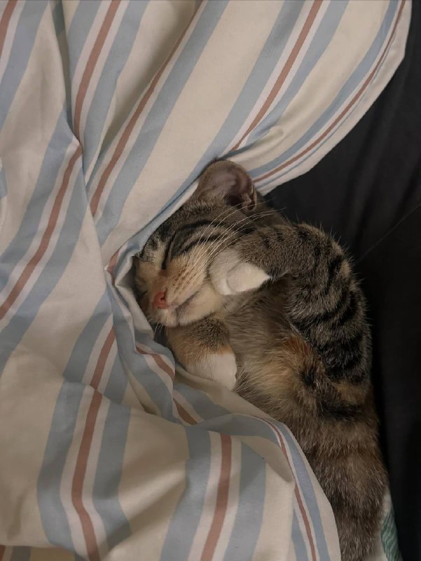 Слатких снов :3