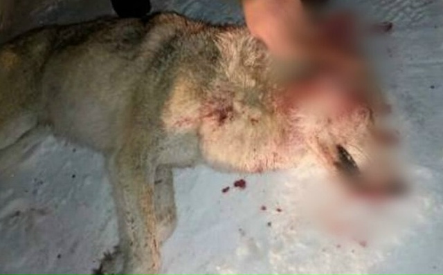 Трагедия в Коми.
Рядом с городом на 40-летнего мужчину ...