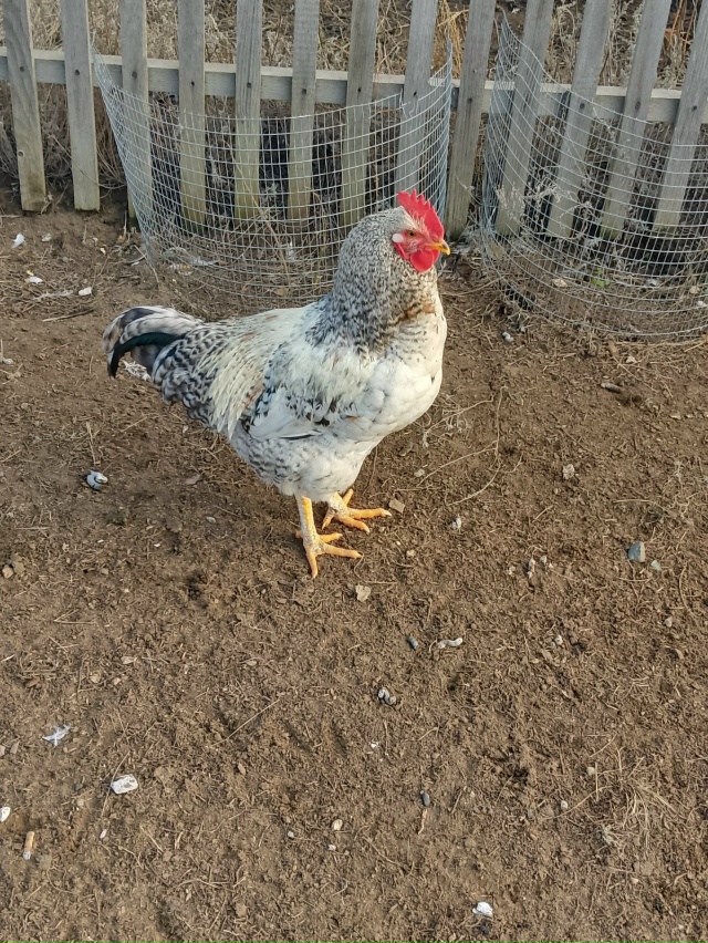 Продам молодых домашних петушков цена 350 р. Тел:89058858643 а...