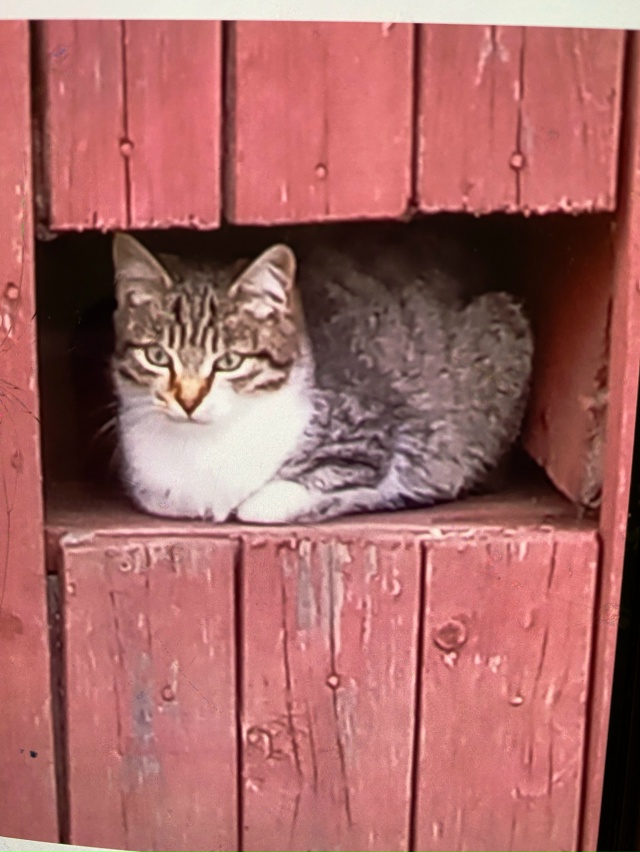 Пристраиваются бездомные котята от кошки -мышеловки . ?...