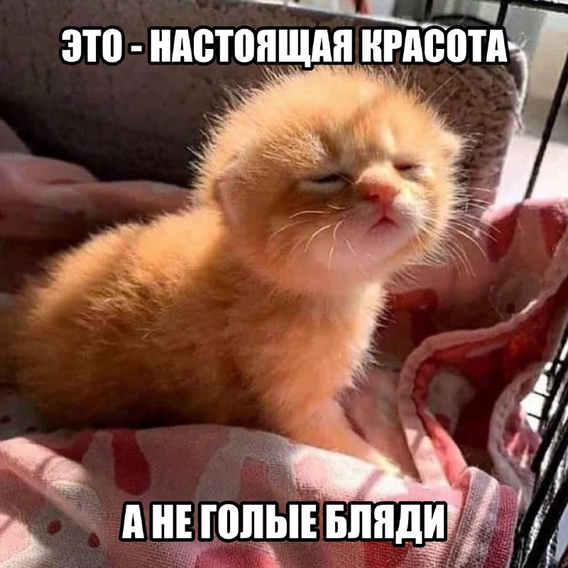 мой мужик, когда увидел меня утром с гнездом на голове и в растянутой на десять размеров дырявой май