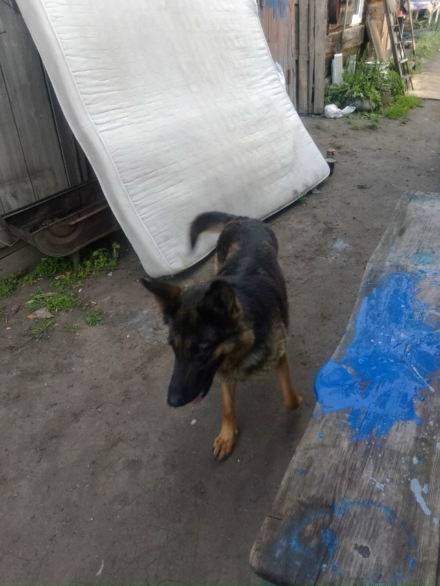 Пост для ваших животных в комменты отдам приму нашли п?...