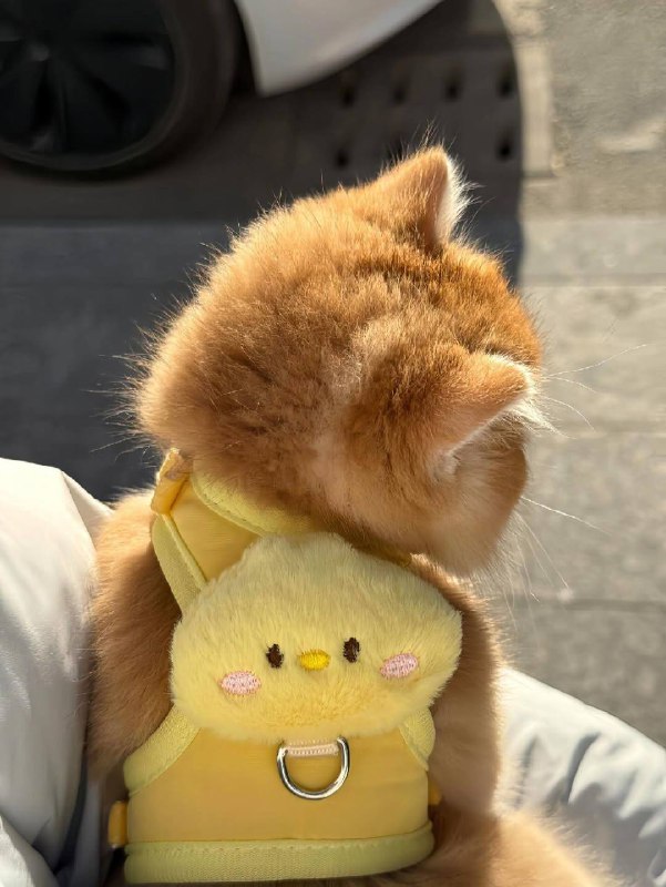 Объясните свою маленькостб (и рюкзачок)